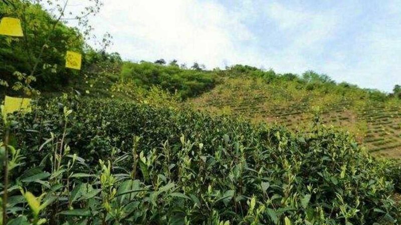 万宁源生态东山羊产销农民专业合作社